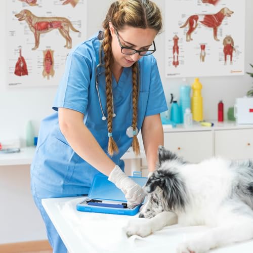 AnatomyStuff Lot de 2 affiches dorganes internes et danatomi