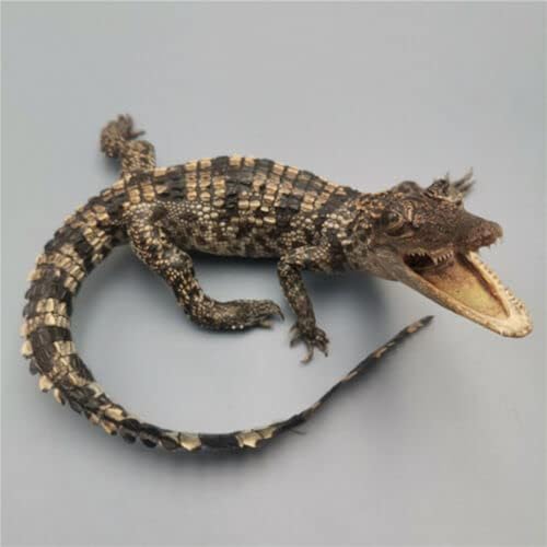 UIGJIOG B, Crocodile spécimen Ornement taxidermie véritable
