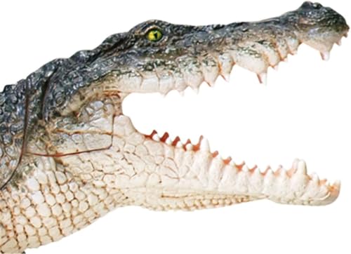 Modèle danatomie de crocodile en 4D, modèles danimaux avec 2
