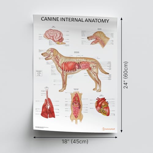 AnatomyStuff Lot de 2 affiches dorganes internes et danatomi