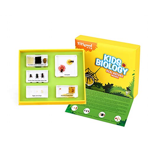 Cycle de vie d'un Abeille Spécimen de Développement Spécimen Animal Bloc Acrylique Affichage Créatures Éducation Scientifique Spécimens de Classe Collection de Résine (Cycle de vie d'un Abeille)