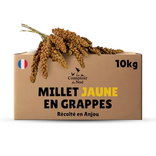 Au Comptoir de Noé Millet Jaune en Grappes 10kg, Alimentatio