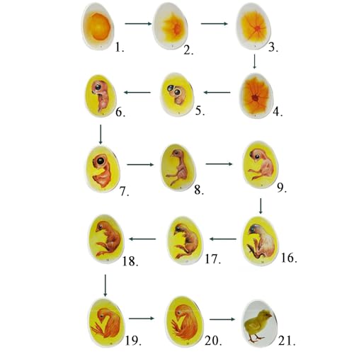 Modèle De Développement Embryonnaire Du Poussin, Kit Dexplor