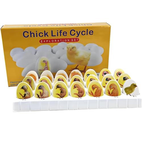 Modèle De Développement Embryonnaire Du Poussin, Kit Dexplor