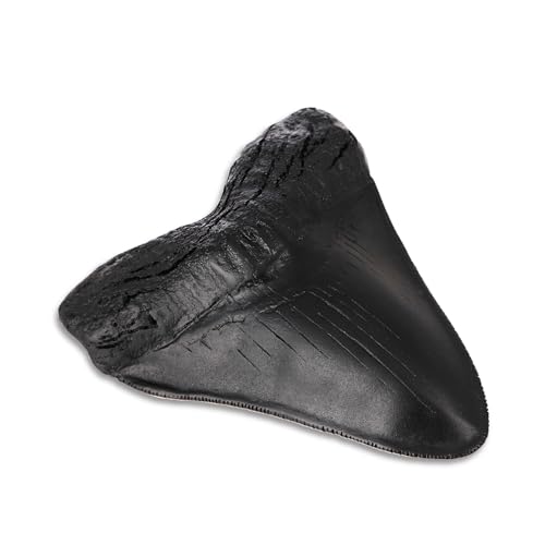 Megalodon Tooth, dent de requin noire, fossile mégalodon ave