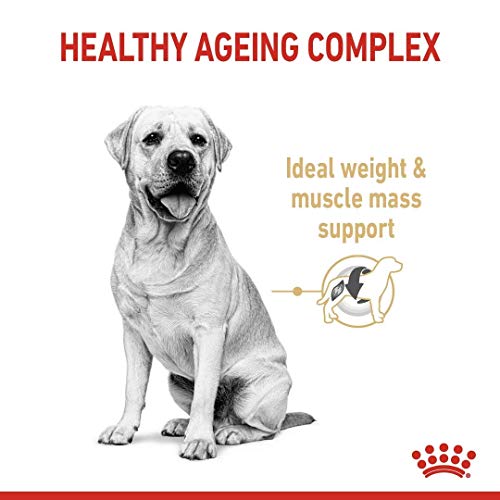 Royal CANIN - Croquettes Labrador Adulte 5+ - Sac De 12 Kg