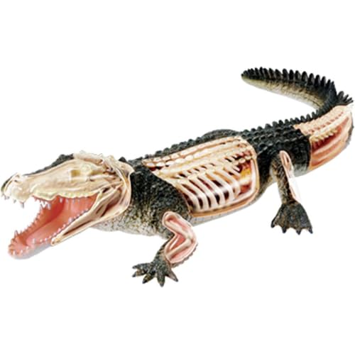 Modèle danatomie de crocodile en 4D, modèles danimaux avec 2