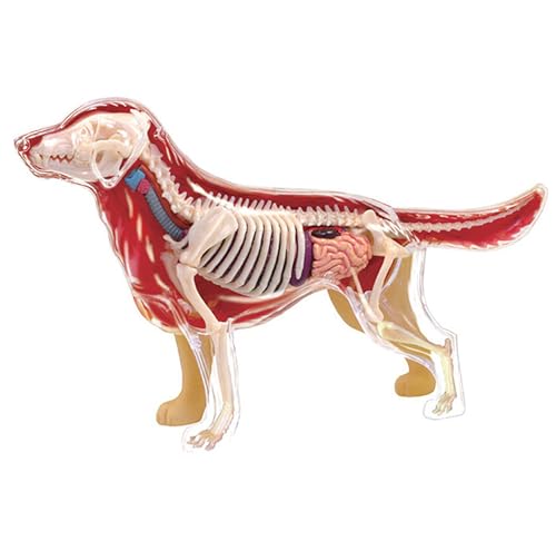4D Vision Golden Retriever Chien Os Squelette et Anatomie Mo