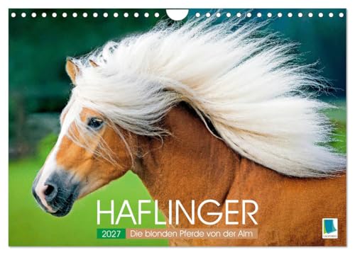 Calendrier 2027 · Haflinger : les chevaux blonds des alpages