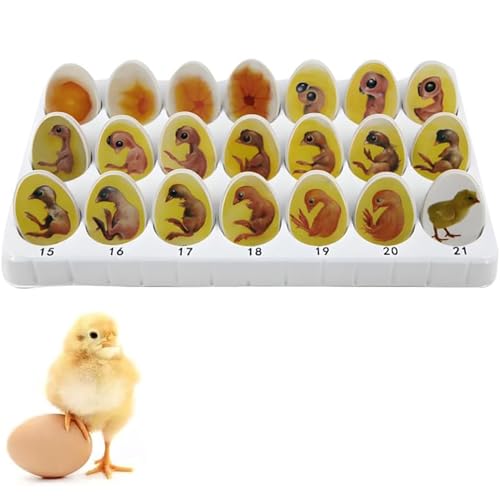 Modèle De Développement Embryonnaire Du Poussin, Kit Dexploration Du Cycle De Vie Du Poussin, 21 Œufs En Plastique, Modèle Pédagogique Biologique Du Processus Déclosion Des Œufs, Pour Létude Et