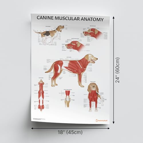 AnatomyStuff Lot de 2 affiches dorganes internes et danatomi