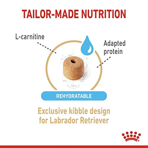 Royal CANIN - Croquettes Labrador Adulte 5+ - Sac De 12 Kg