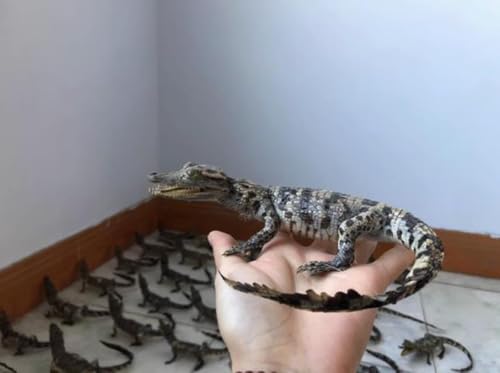 UIGJIOG B, Crocodile spécimen Ornement taxidermie véritable 