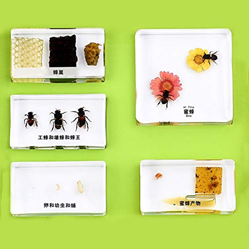 Cycle de vie dun Abeille Spécimen de Développement Spécimen 