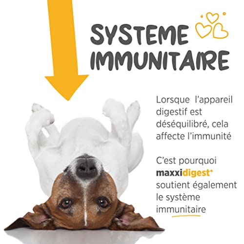 maxxidigest+ Probiotiques Enzymes Prébiotiques Soutien Diges