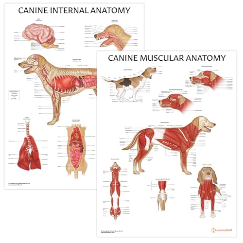 AnatomyStuff Lot de 2 affiches dorganes internes et danatomi