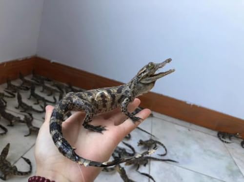 UIGJIOG B, Crocodile spécimen Ornement taxidermie véritable