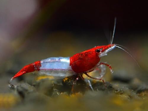 Crevette Lot de 10 Crevettes Red Rili Crevette dAquarium Neo