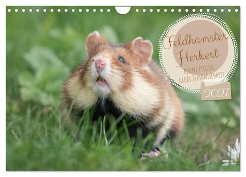 Calendrier 2027 · Hamster Herbert Petites pattes, grande per