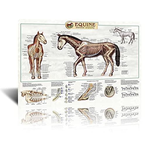 Posters Anatomie du cheval Connaissance des chevaux Ferme Cl