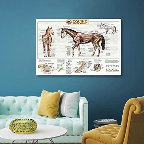 Posters Anatomie du cheval Connaissance des chevaux Ferme Cl