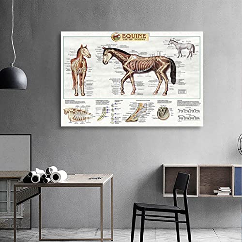 Posters Anatomie du cheval Connaissance des chevaux Ferme Cl
