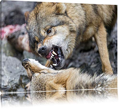 La lutte contre les loups Toile, XXL photos complètement enc