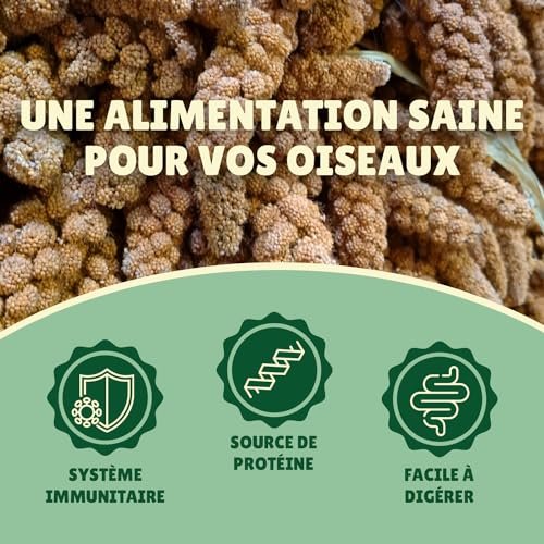 Au Comptoir de Noé Millet Jaune en Grappes 10kg, Alimentatio