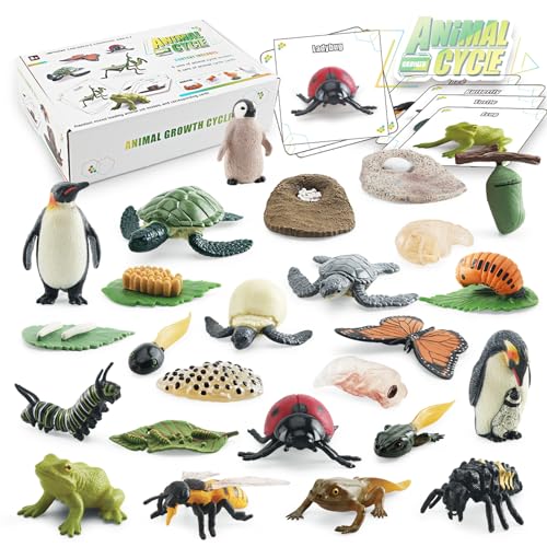 Ensemble de jouets d apprentissage et éducation au cycle vie