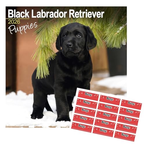 Avonside Chiots Labrador Noir 2027 Calendrier avec Autocolla