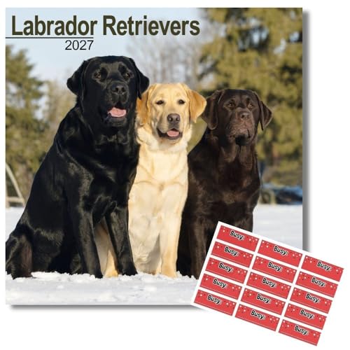 Avonside Labrador Retriever 2027 Calendrier avec Autocollant