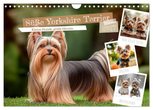 Calendrier 2027 · Les adorables Yorkshire Terriers