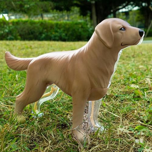 4D Vision Golden Retriever Chien Os Squelette et Anatomie Mo