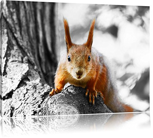 Pixxprint Écureuil sur larbre Art Toile 100x70cm Murale XXL