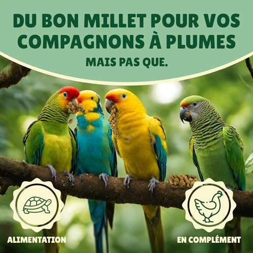 Au Comptoir de Noé Millet Jaune en Grappes 10kg, Alimentatio