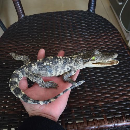 UIGJIOG B, Crocodile spécimen Ornement taxidermie véritable Alligator Animaux crânes Vrais os spécimen taxidermie Fournitures pour l'enseignement des Sciences Bricolage Bureau à Domicile décor