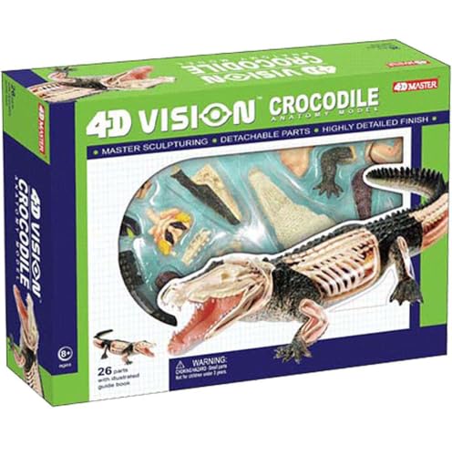 Modèle d'anatomie de crocodile en 4D, modèles d'animaux avec 26 corps