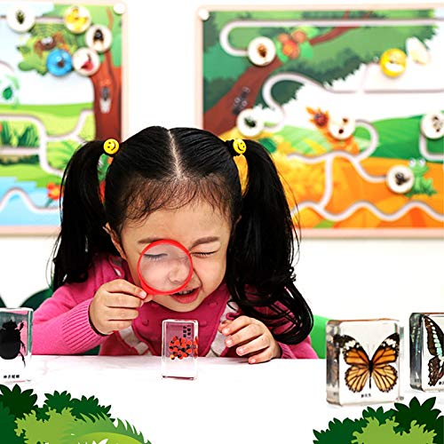 Cycle de vie dun Abeille Spécimen de Développement Spécimen 