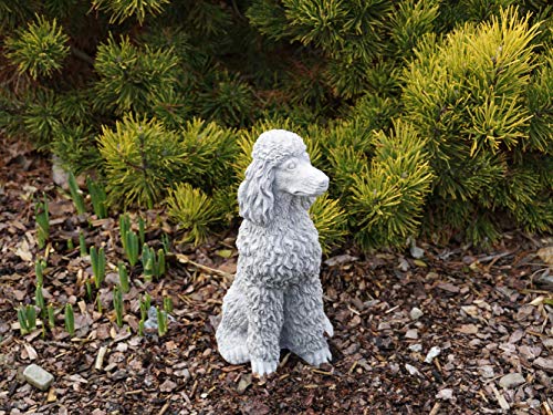 gartendekoparadies.de Stolzer Caniche aux boucles luxuriante