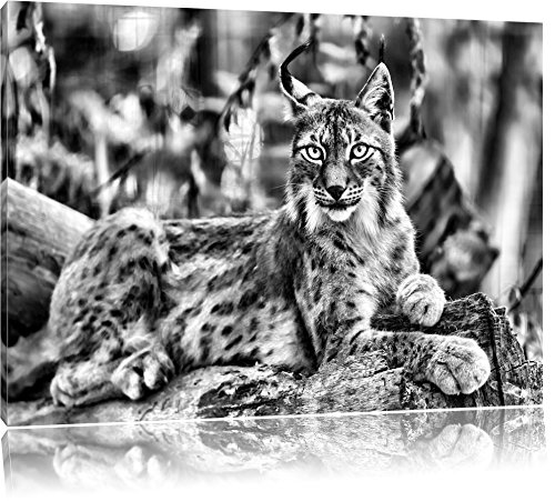 Pixxprint aufmerksamer Luchs ALS Leinwandbild/Größe: 60x40 /