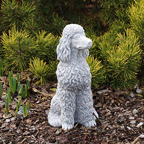 gartendekoparadies.de Stolzer Caniche aux boucles luxuriante